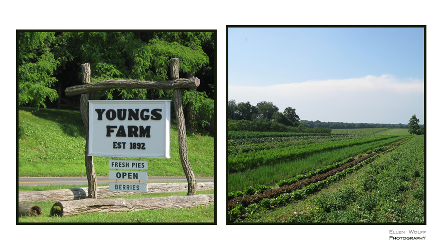 Youngs Farm Hegemans Lane