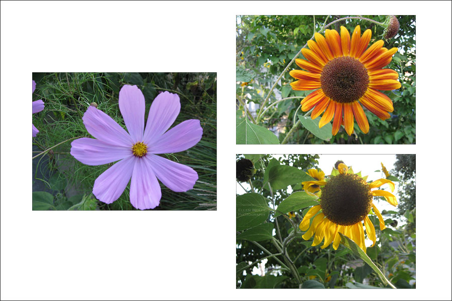 summer blooms in Rhinebeck