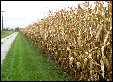 corn fields as far as the eye can see